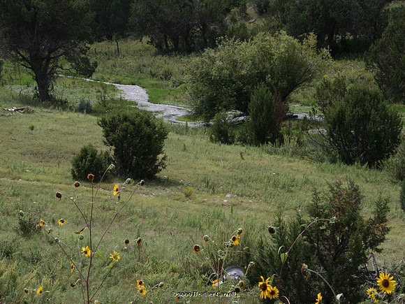 Little Stream