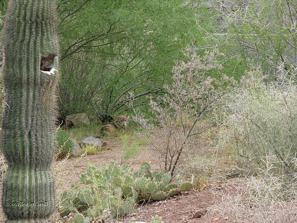 Coyote