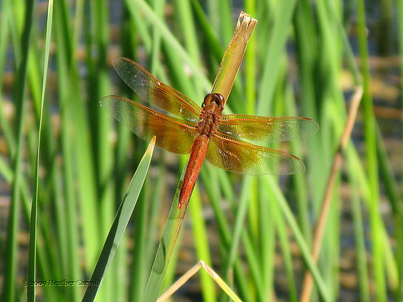 Dragonfly
