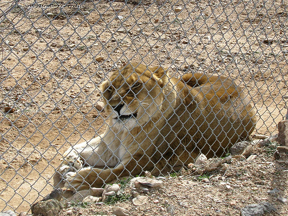 Cat Unhappy Face