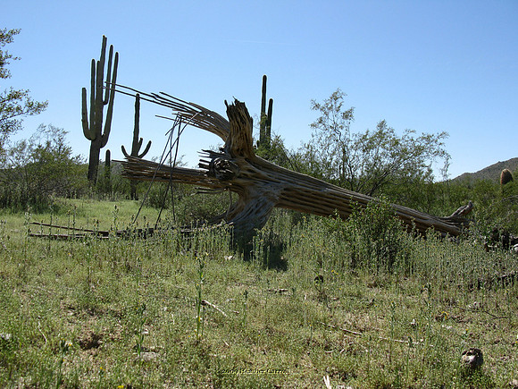 Saguaro Skeleton