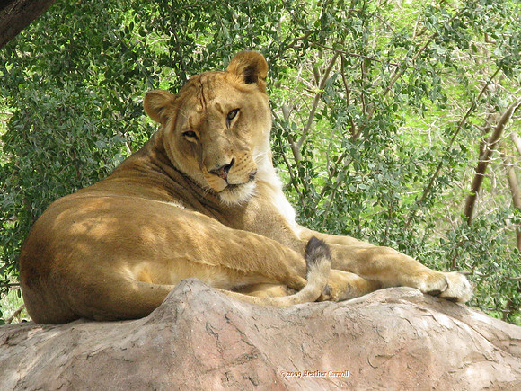 Lioness