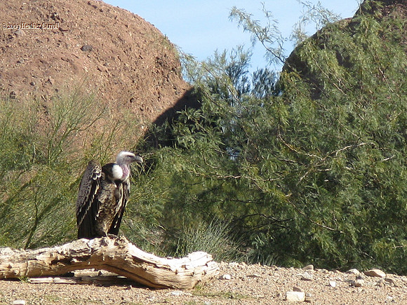 Vulture