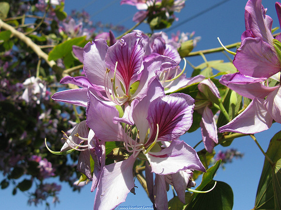 Orchid Tree