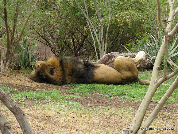 Lion Relaxing