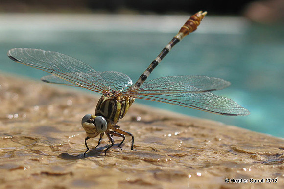 Dragonfly by the Pool