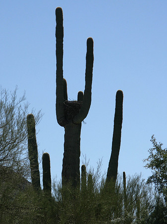 Cactus Nest