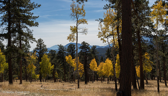 Aspens view of the mountains