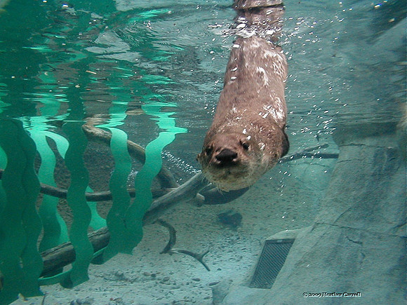 Sea Otter