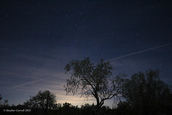 Glowing Tree