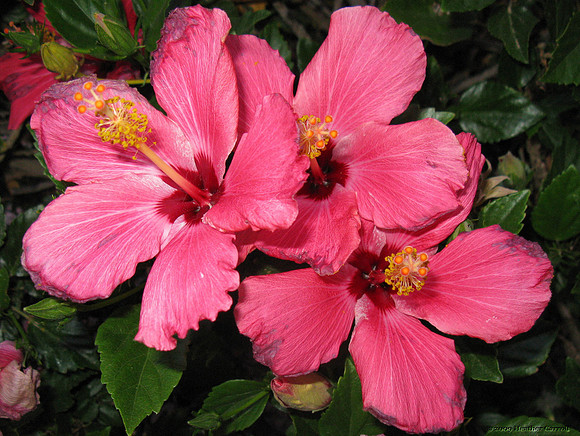Hibiscus
