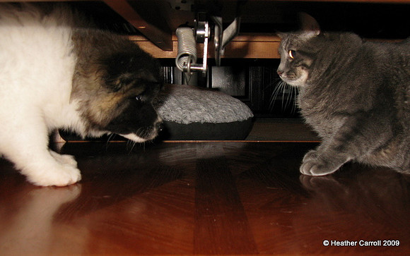 Kodi and Achilles