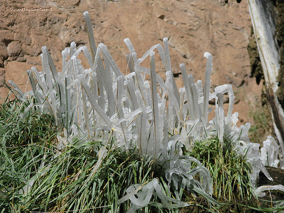 Frozen Grass