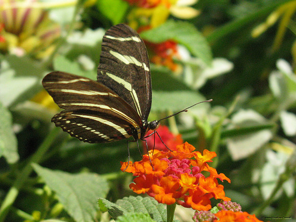 Zebra Longwing Butterfly