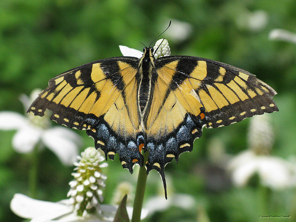 Zebra Swallowtail Butterfly