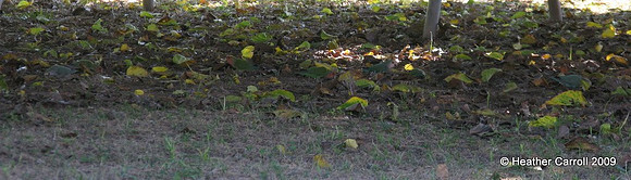 Little Green Birds Camo