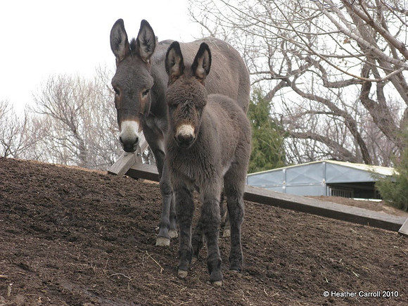 Burros
