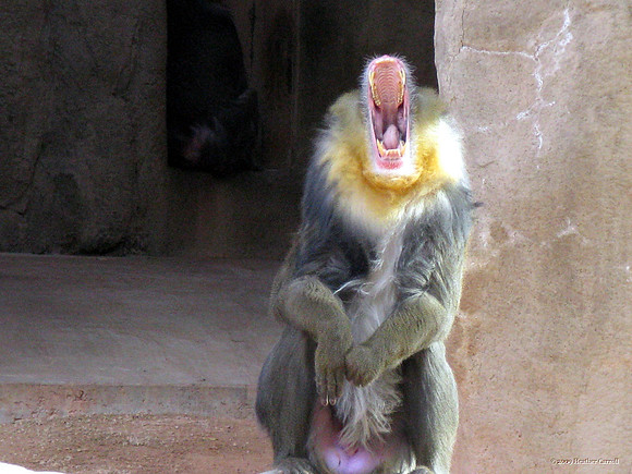 Baboon