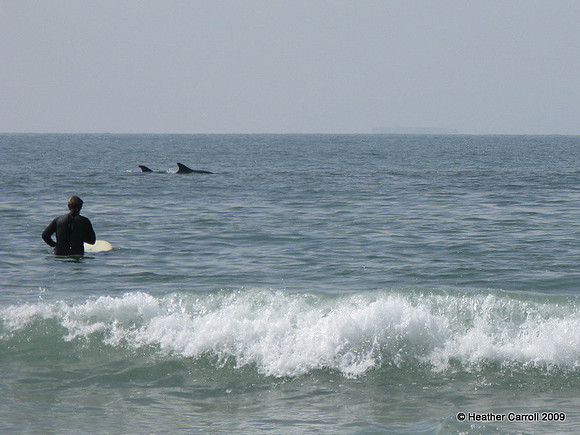 Dolphins in the Surf wm