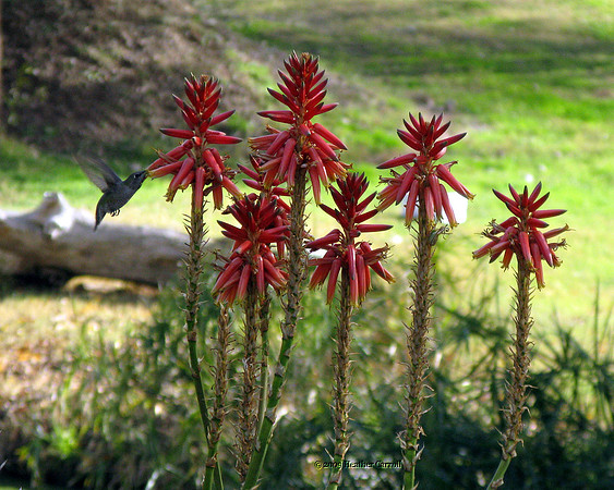 Hummingbird