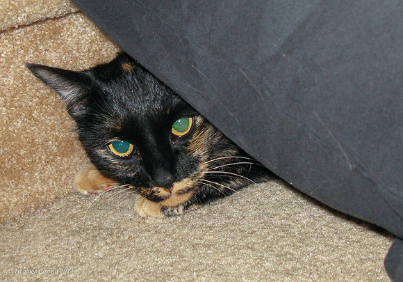 Loki behind Bill