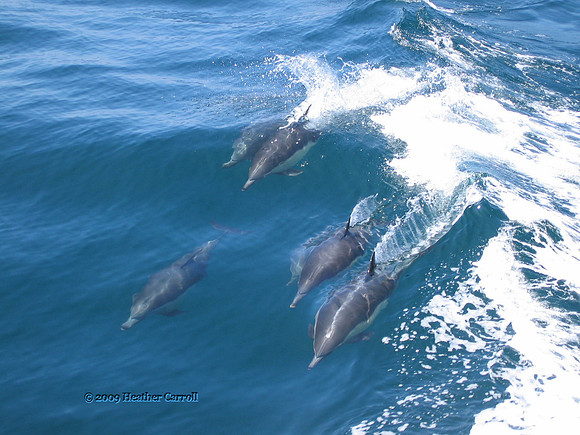 Dolphins
