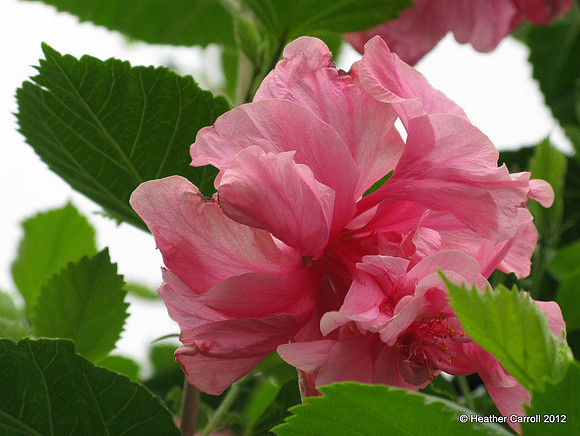 Mom's Hibiscus