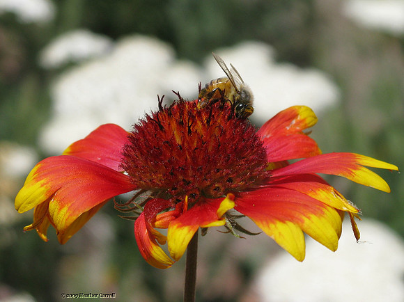 Bee