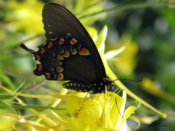 Pipevine Swallowtail Yellow