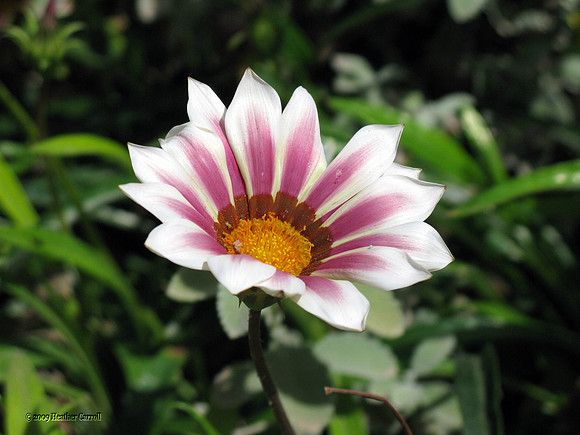 Flower at Botanical Gardens