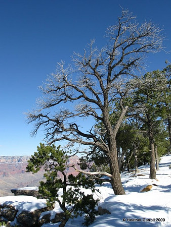 Old Tree