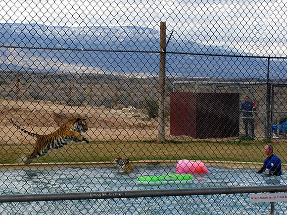 Tiger Splash