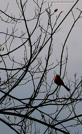 Cardinal - South Carolina