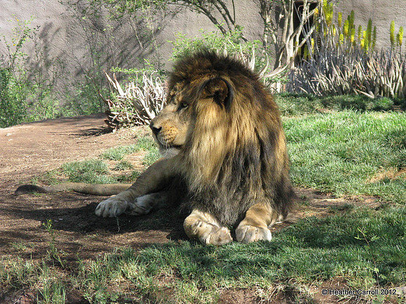 Lion - Shiek