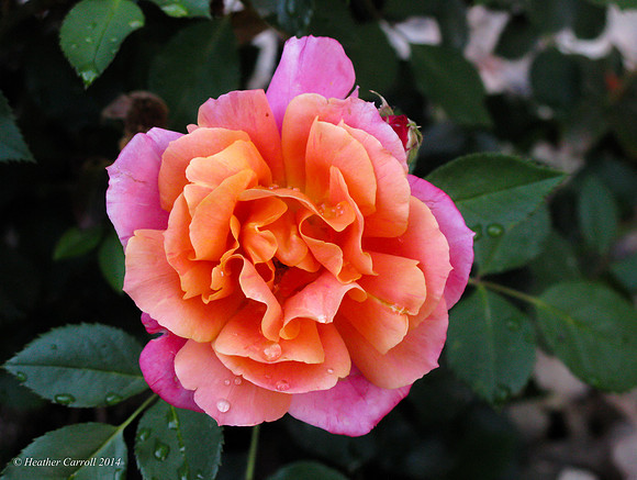 Disneylandia Rose
