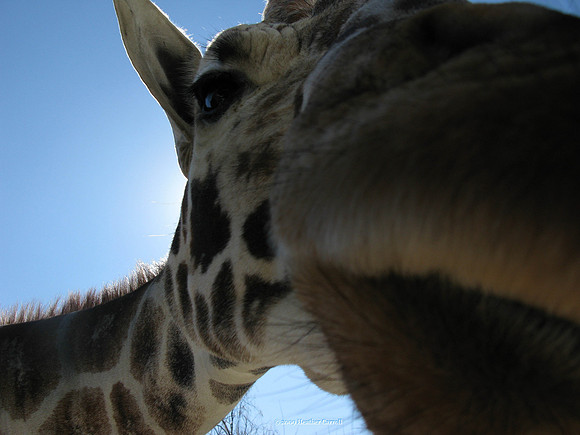 Giraffe Kiss
