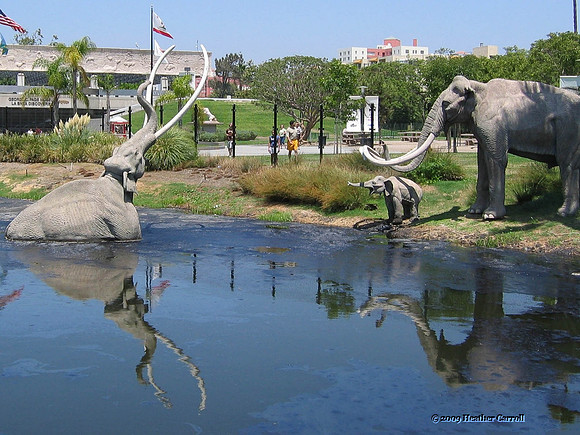La Brea - Mammoth Family