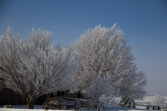 Day 4 - Crystalized trees-2