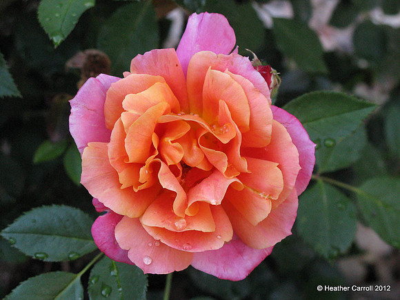 Disneylandia Rose