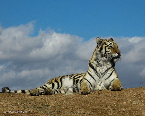 Regal Tiger