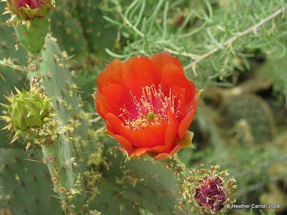 Cactus Blossom