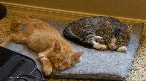 kitties on pad