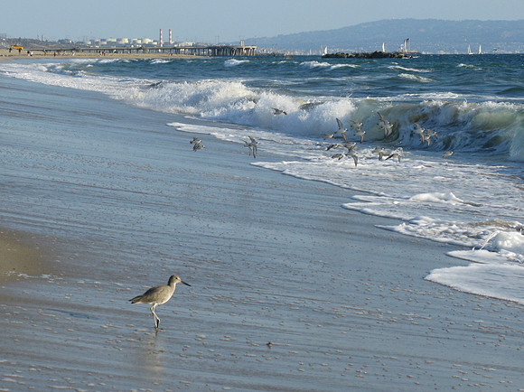 Flock of Sea Birds