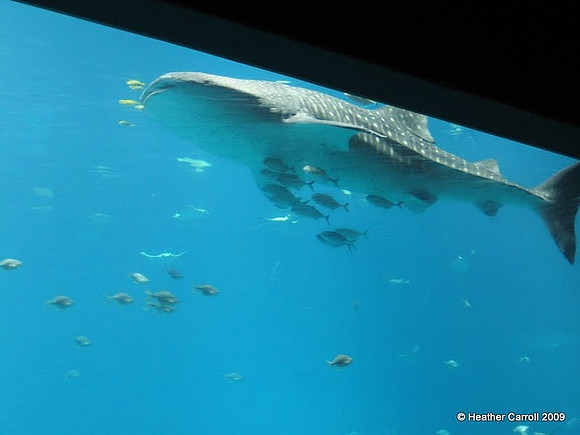 Georgia Aquarium Whale Shark