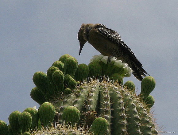 Cactus Wren