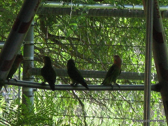 Little Green Birds