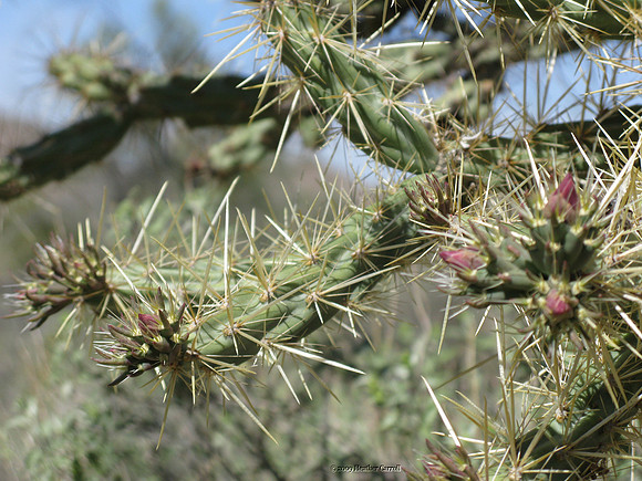 Cholla Bud