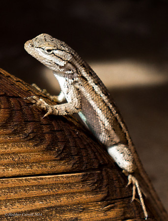 King Lizard