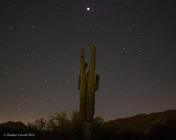 Blood Moon over Cactus