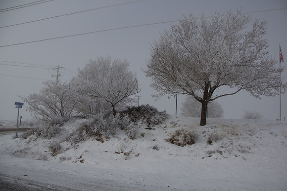 Day 4 - Crystalized trees-4